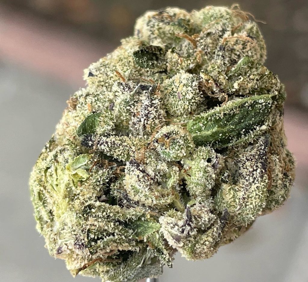 hawaiian jelly roll by teds budz strain review by thethcspot 3