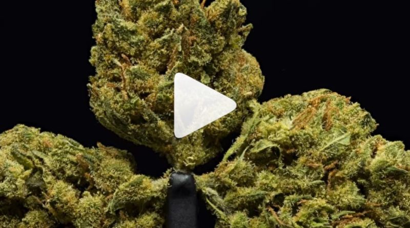 lilac diesel by glass house farms strain review by ogweedreview