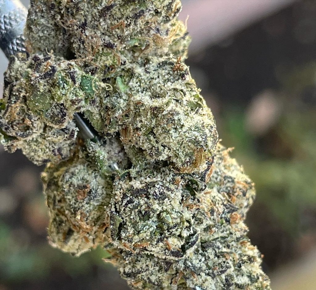 paloma by don merfos exotics x a1 exoticz x gerbs herbz strain review by thethcspot 2