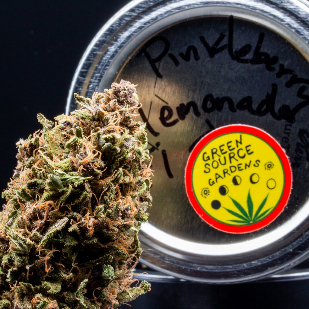 pinkleberry lemonade f1 by green source gardens strain review by caleb chen