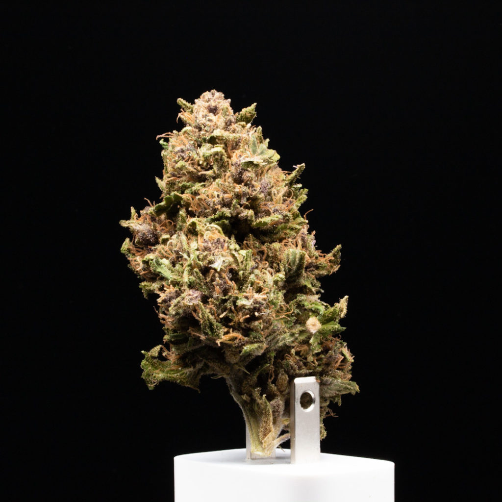 pinkleberry lemonade f1 by green source gardens strain review by caleb chen 2.jpg