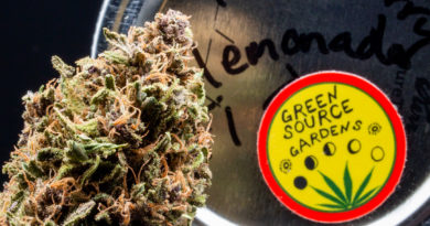 pinkleberry lemonade f1 by green source gardens strain review by caleb chen