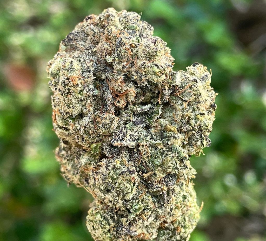 shady meringue by your highness strain review by thethcspot