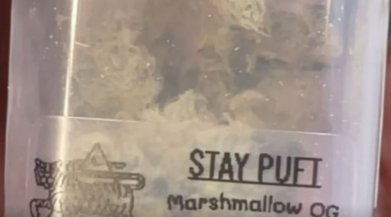 stay puft by 7th spore x up in shmoke 914 strain review by letmeseewhatusmokin