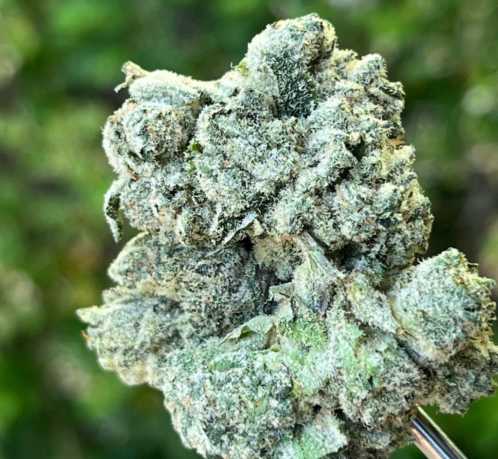 sugar coded by oakfruitland strain review by thethcspot 2