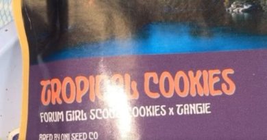 tropical cookies by nature always wins strain review by letmeseewhatusmokin