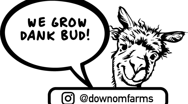 we grow dank bud down om farms insta