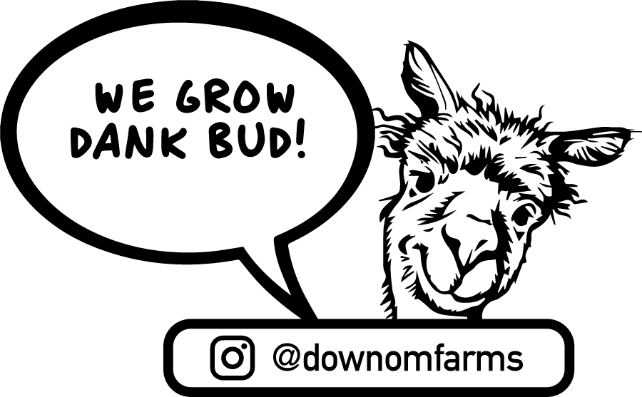 we grow dank bud down om farms insta