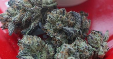 wookie girl by growhealthy strain review by biscaynebaybudz