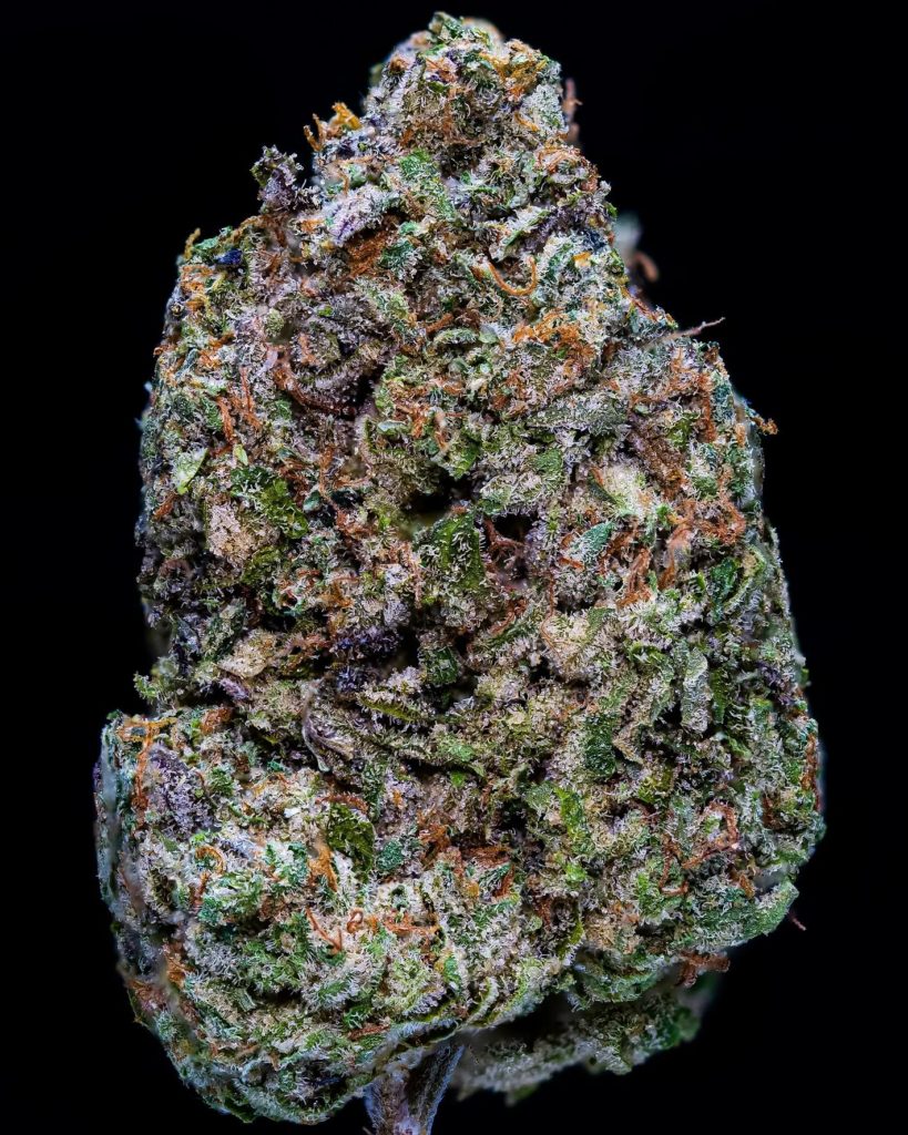 zanzibar by the world is yours strain review by thebudstudio 2