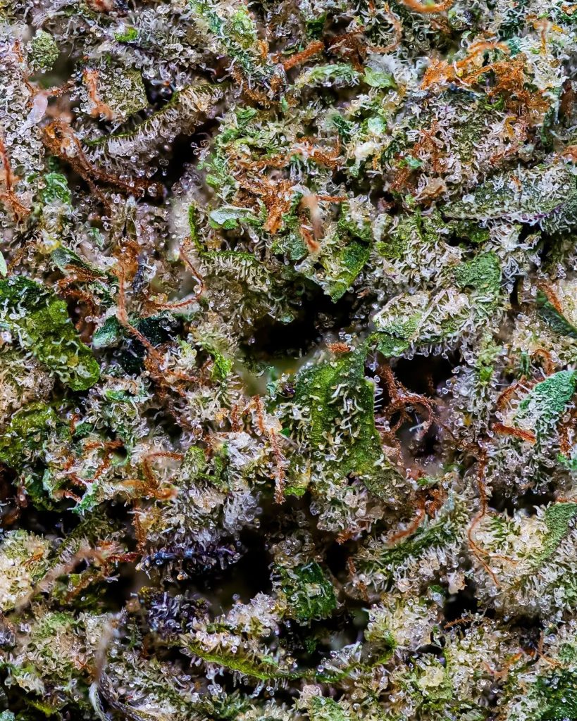 zanzibar by the world is yours strain review by thebudstudio 3