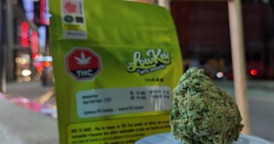 amnesia haze by lowkey by mtl strain review by terple grapes
