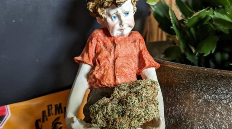 animal face cookies by papers craft strain review by terple grapes 2