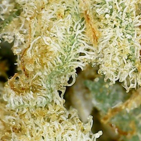 apple mac by qwest strain review by terple grapes