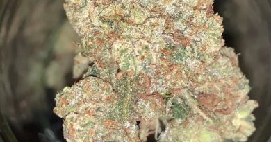 b easy bud og by b-eazy buds strain review by feartheterps