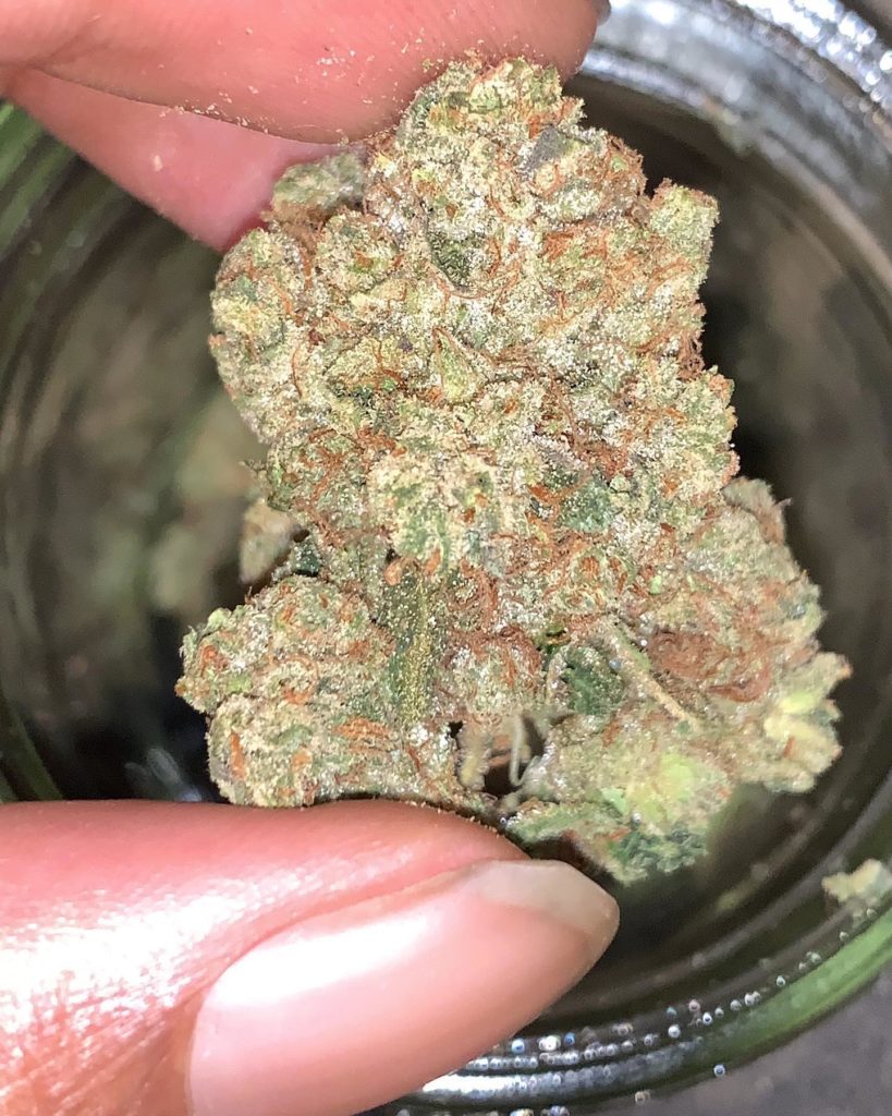 b easy bud og by b-eazy buds strain review by feartheterps