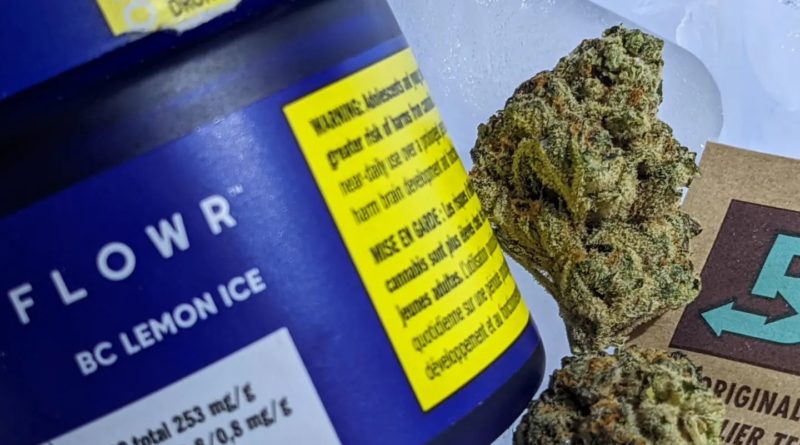 bc ice lemon by flowr strain review by terple grapes