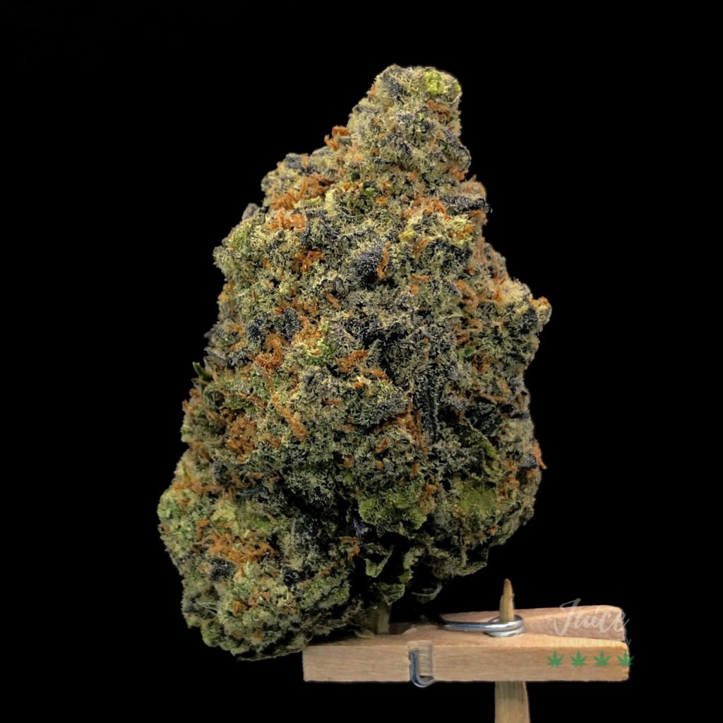 big buddha cheese strain review by cannabisseur604