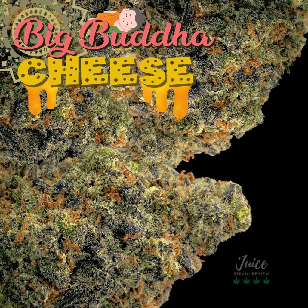 big buddha cheese strain review by cannabisseur604 2