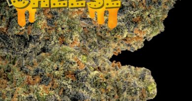 big buddha cheese strain review by cannabisseur604 2