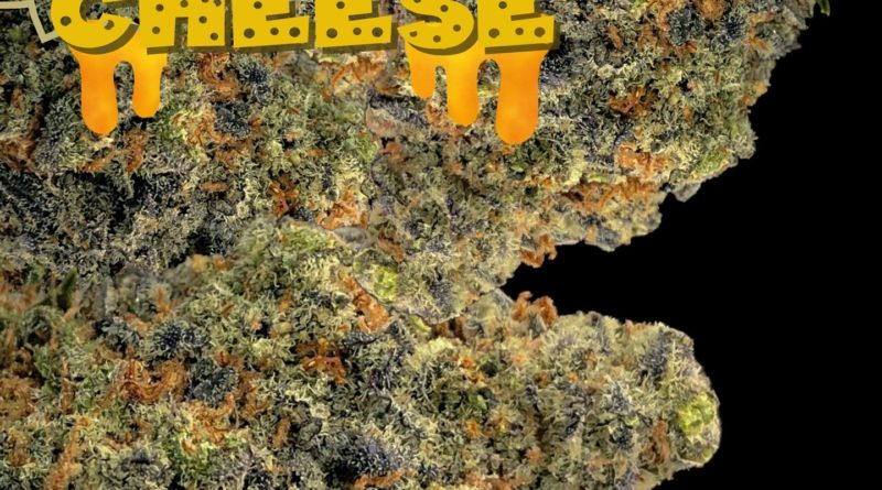 big buddha cheese strain review by cannabisseur604 2