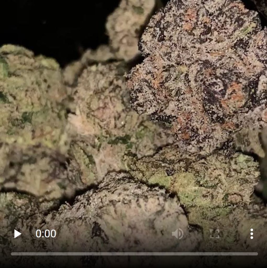 birkinz by winners circle genetics strain review by feartheterps