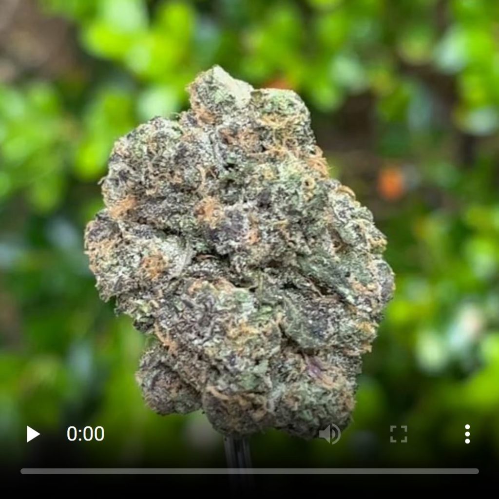 blackberry gary by serge cannabis strain review by thethcspot 3