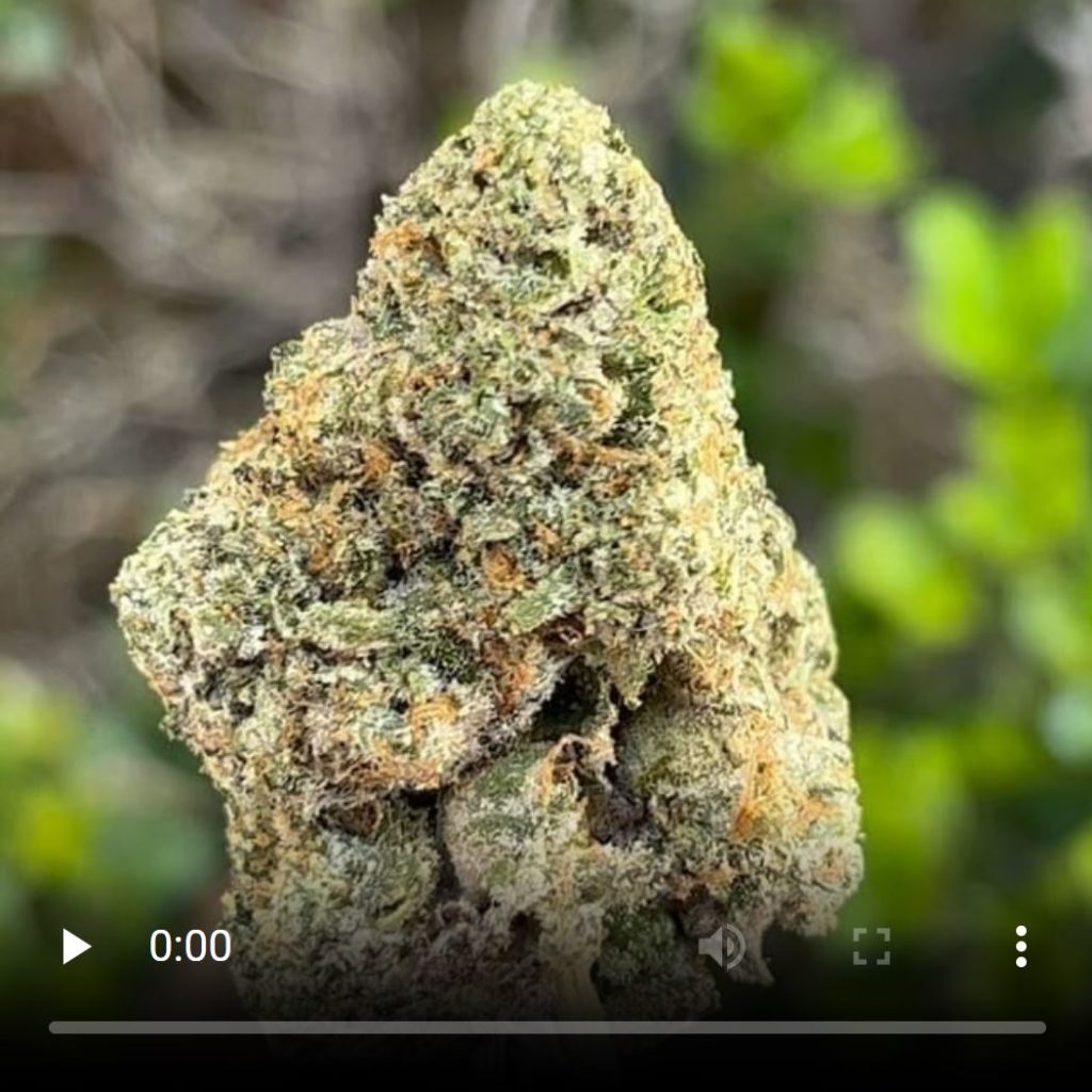 blue icee strain review by thethcspot