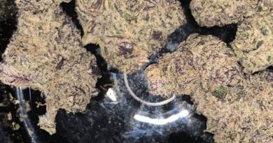 blue kirby by zah zah mane strain review by feartheterps