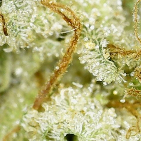 bucket list 91 x the white 91 by msiku strain review by terple grapes 2