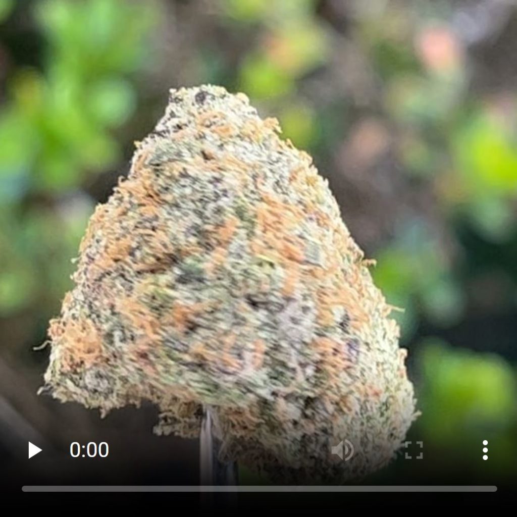 calaveras by deep east strain review by thethcspot 3