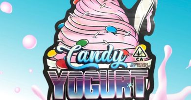 candy yogurt by always faded strain review by thethcspot 2