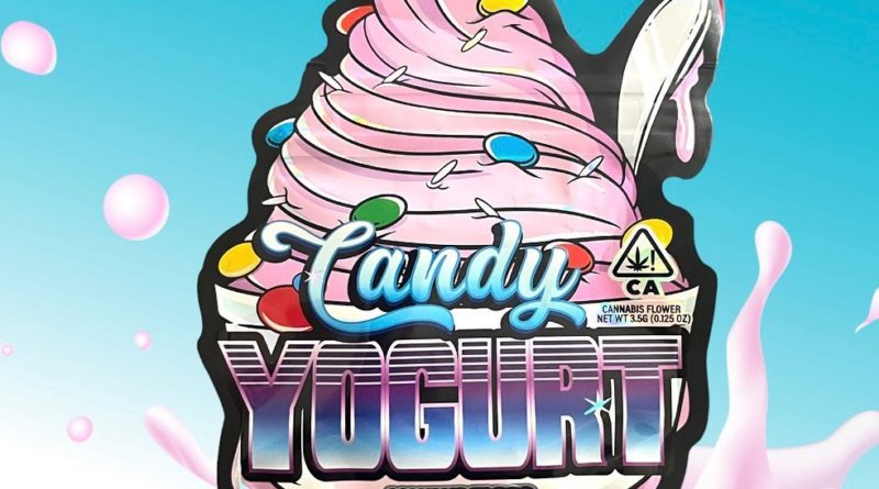 candy yogurt by always faded strain review by thethcspot 2