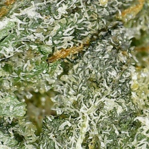 comatose by 1964 supply co strain review by terple grapes 2