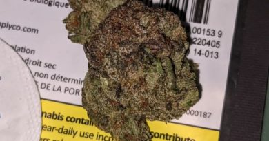 comatose by 1964 supply co strain review by terple grapes