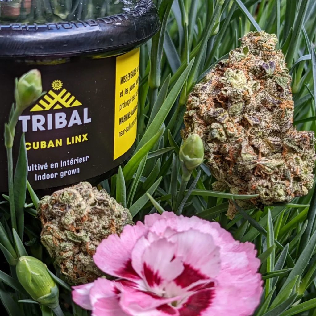 cuban linx by tribal strain review by terple grapes