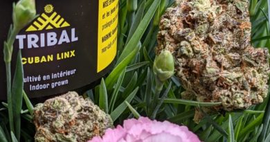 cuban linx by tribal strain review by terple grapes