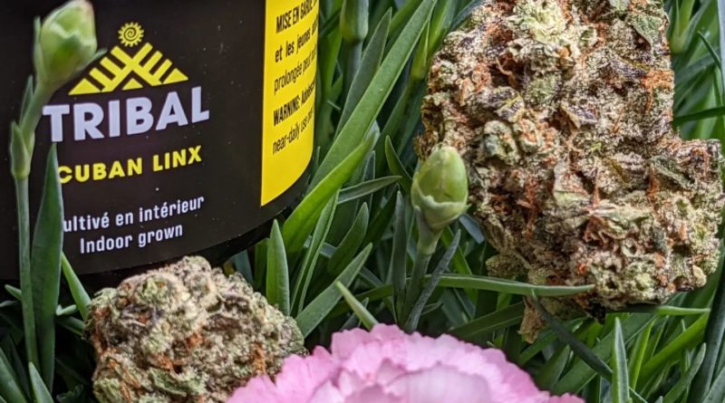 cuban linx by tribal strain review by terple grapes