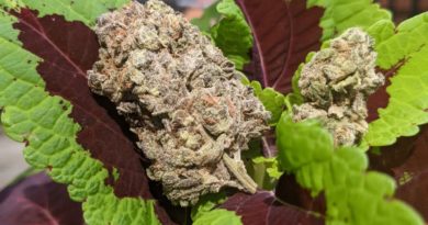 dark shadow haze by elios reserve strain review by terple grapes 2