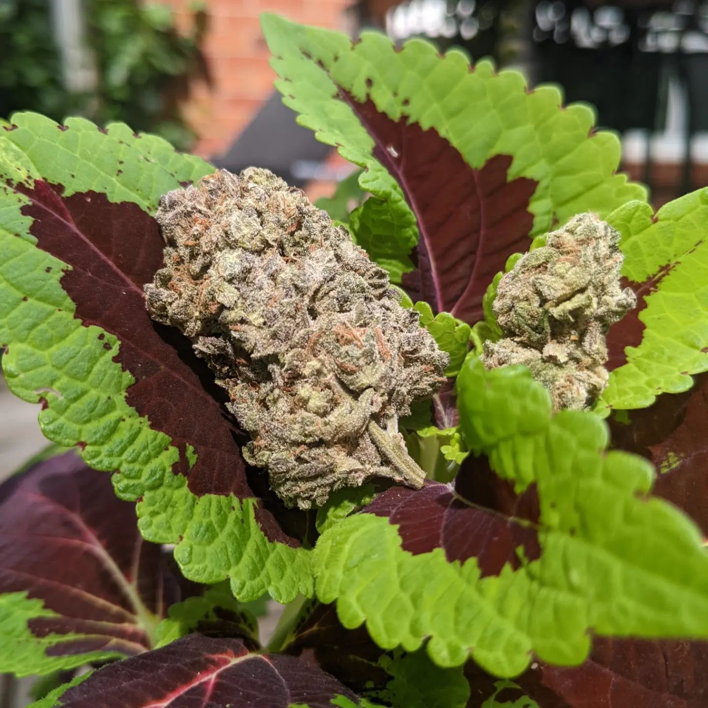 Strain Review Dark Shadow Haze by Elios Reserve The Highest Critic