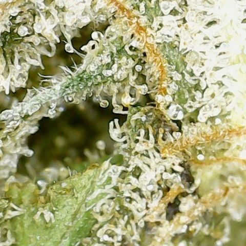 dark shadow haze by elios reserve strain review by terple grapes