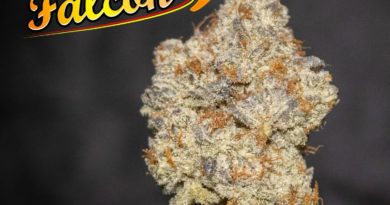 falcon 9 by awol genetics strain review by stoneybearreviews