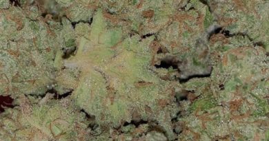 fatso by harvest moon gardens strain review by feartheterps