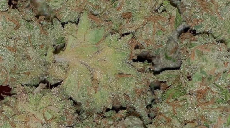fatso by harvest moon gardens strain review by feartheterps