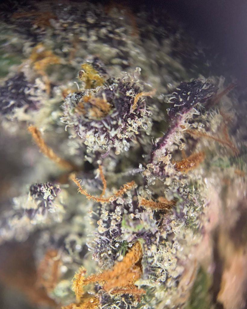 forbidden fruit x gelato 41 by trichome farms strain review by pnw.chronic 2