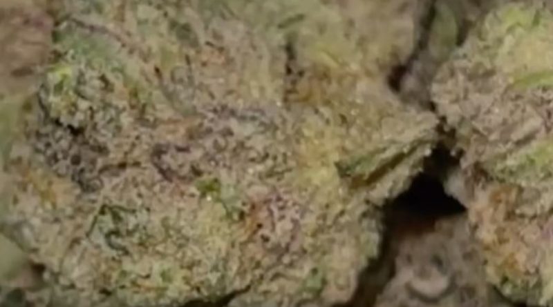 fruit of the tree of the might by frozen exotics strain review by feartheterps