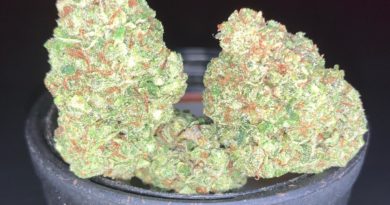 ghost train haze by zen pharm strain review by pnw.chronic