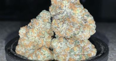 glitterati by high noon cultivation strain review by pnw.chronic