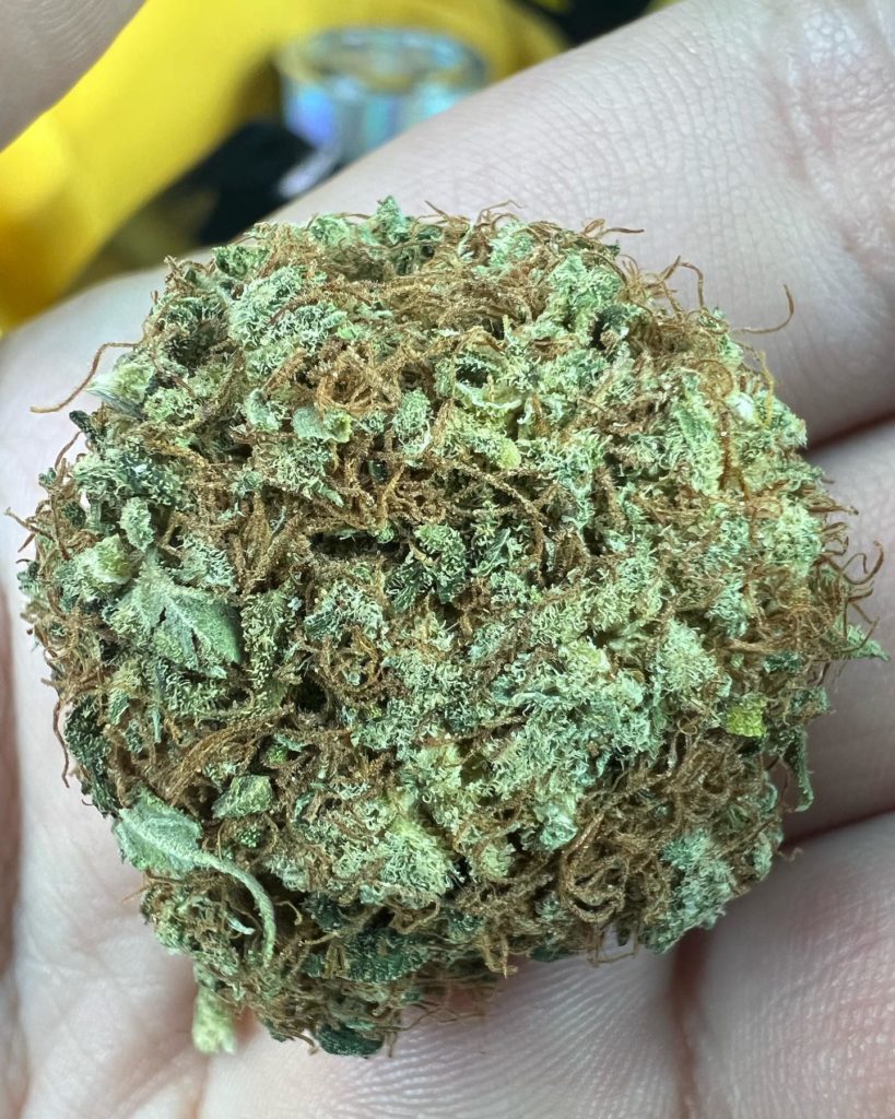 golden haze by miami piff strain review by hazeandsour 2