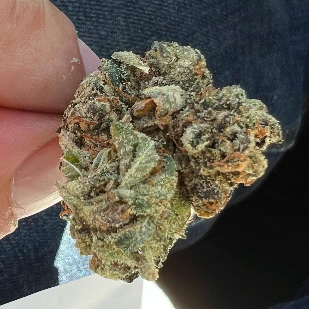 harlem dreams by piff coast farms strain review by hazeandsour